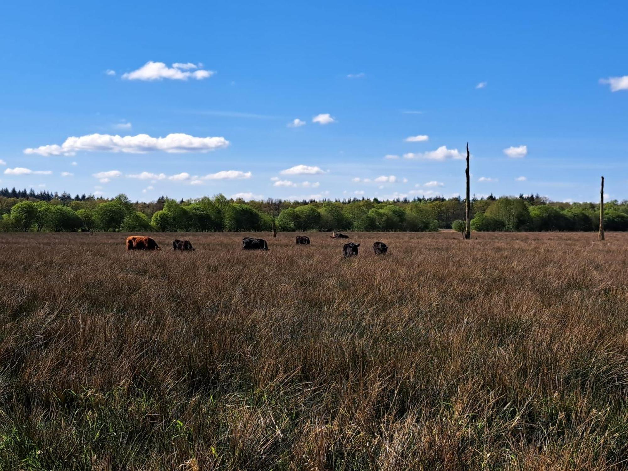 Natuurhuisje Meppen Екстериор снимка